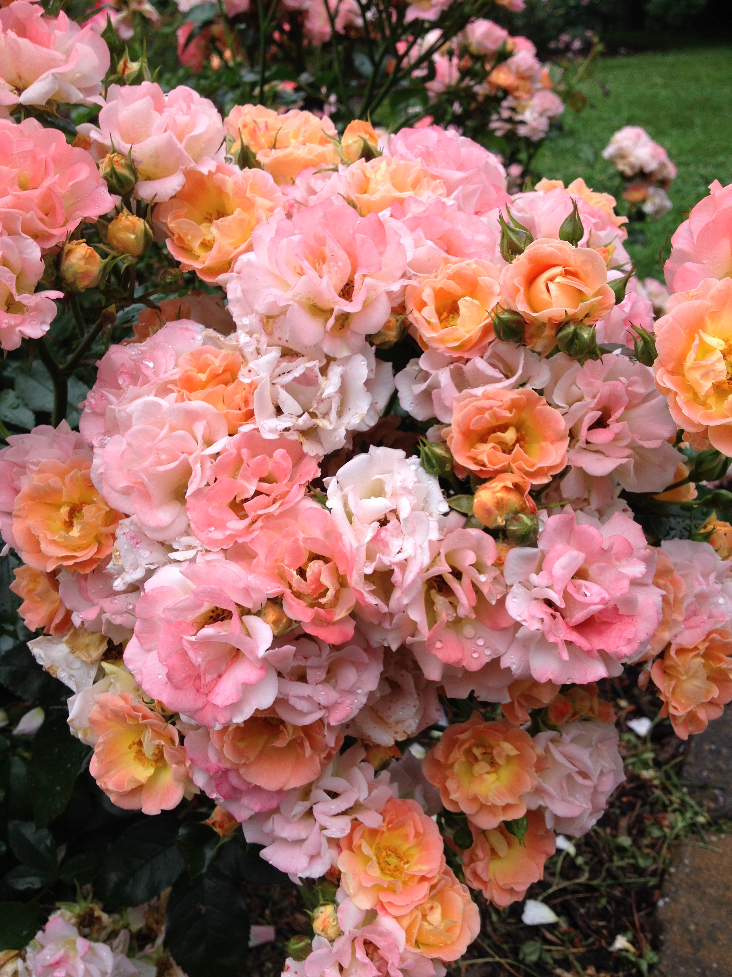 Essex County Brookdale Park Rose Garden – Rutgers Master Gardeners of Essex